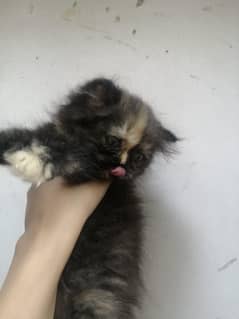 adorable persian female kitten available for sale