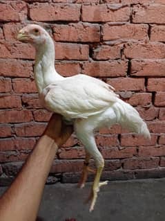 white shamo