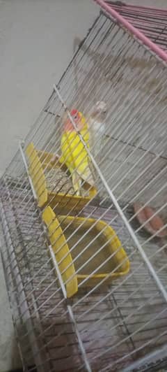 Cage for birds