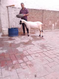 Pure Mundri Gulabii Female Ghaban