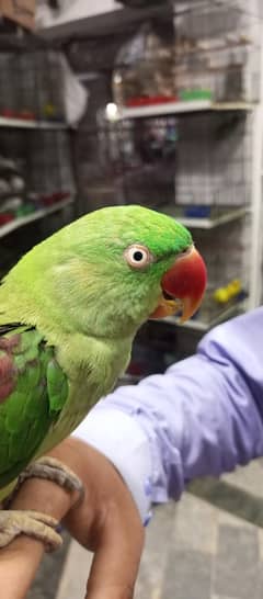 raw femail handtame talking Australian love birds 03295859001 whatsup