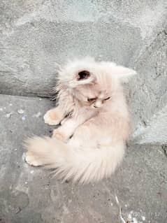Persian