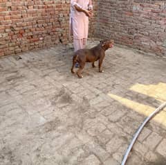 American pitbull female
