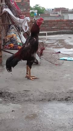 pure Shamo chick's for sale