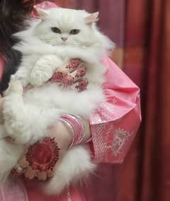 white Persian cat