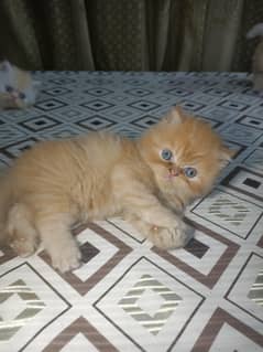 Persian kittens for sale