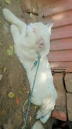 cat for sale