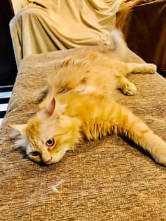 Persian male cat