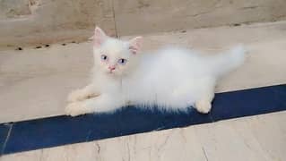 Exquisite Persian Baby Cat for Sale | 90 Days Old | Super Friendly