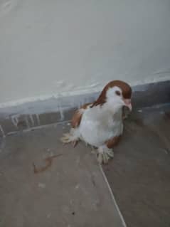 brown sherazi piegons