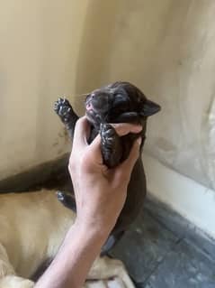 Lab