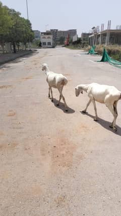 2 female sheep for sale