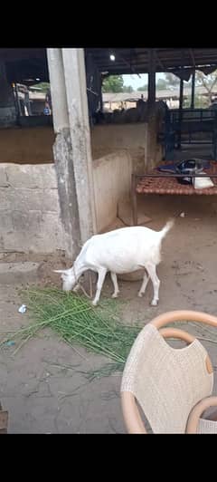 4 month male tapra k sath