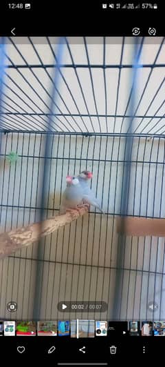 Silver java breeder pair