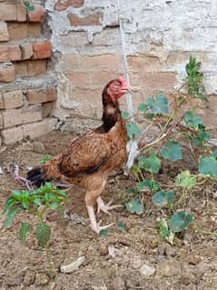 Pure Aseel high quality female