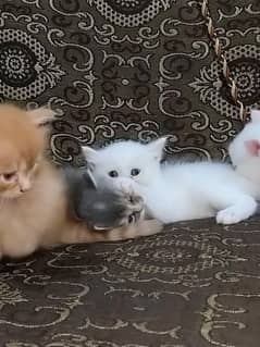 Persian kittens