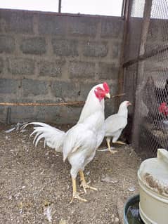heera