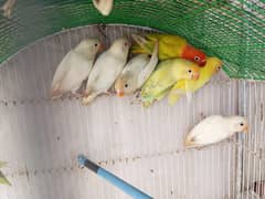 Albino