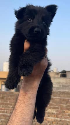 Long Hair Black Shepherd puppies