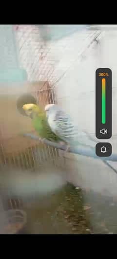 cocktail exhibiking king budgie  or  hogorom or exhibition king size