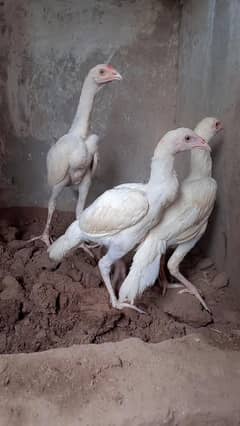 Heera