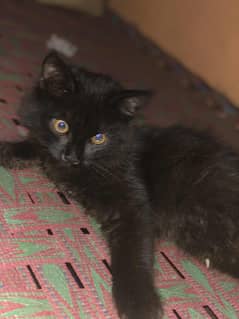 Persian kitten