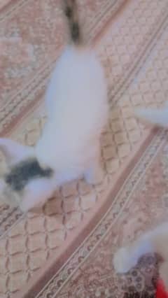 Persian