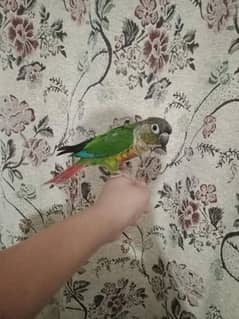 Green cheek conure  fully active pair available  male hand tame Hai