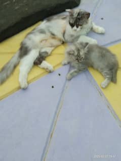 mother and caten sael karna ha