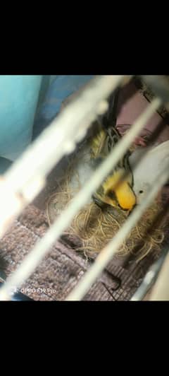 Canary Breeder pair and 1 extra female