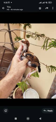 aseel chicks/aseel for sale/chicks for sale/aseel/chicks