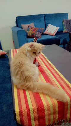 Sami punch face ginger pershion kitten