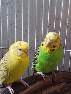 Australian Parrots compny for sale