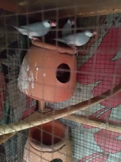 java Finch