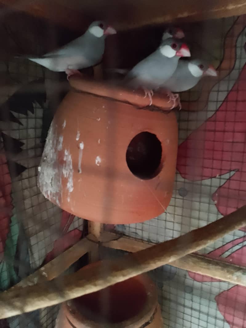 java Finch 1