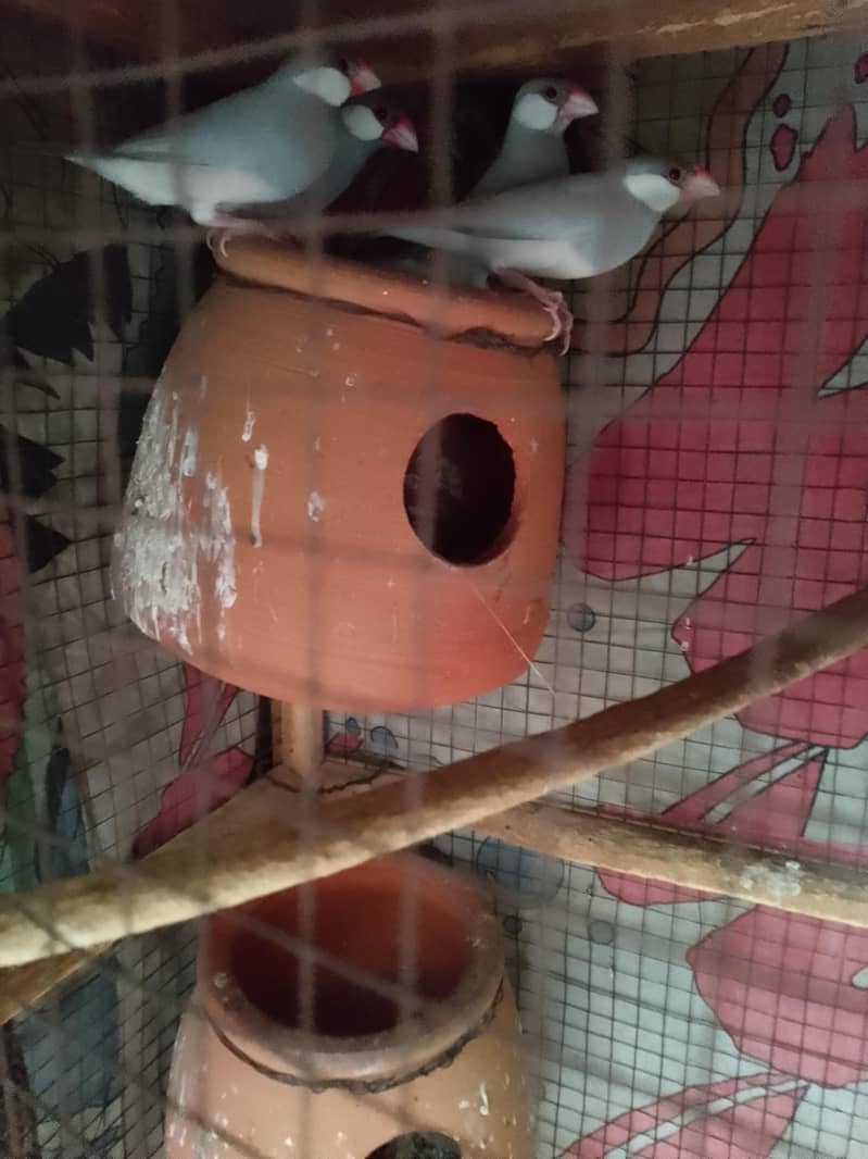 java Finch 4