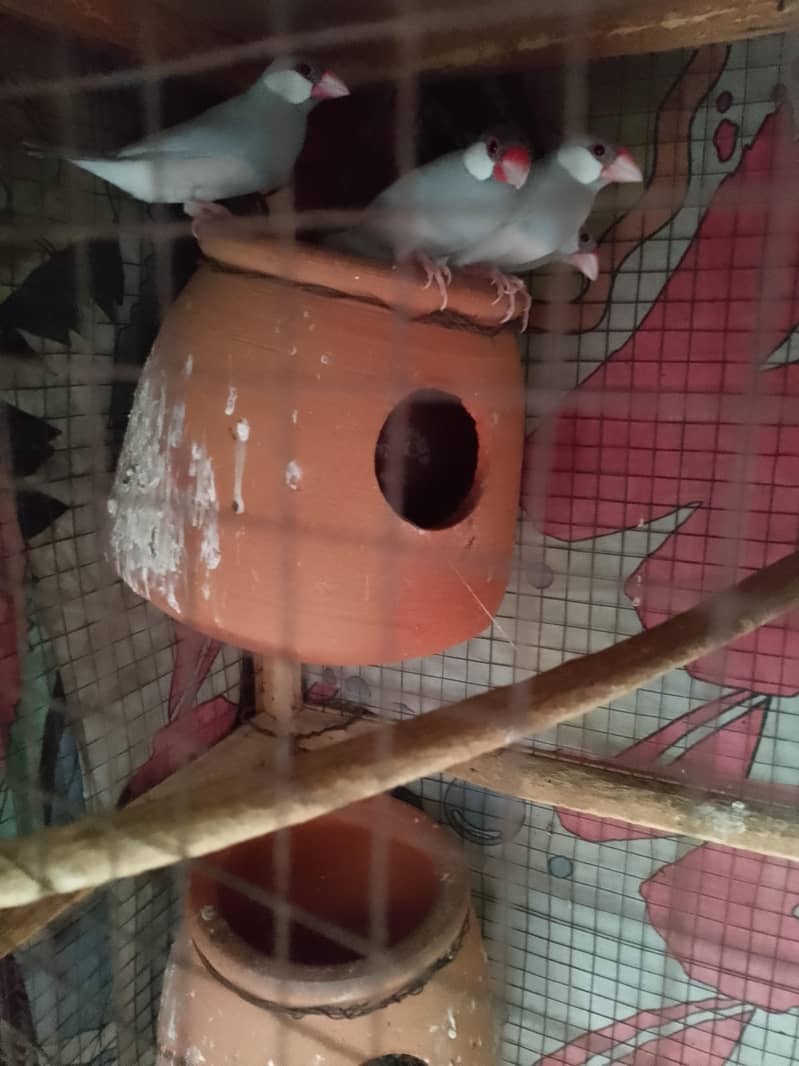 java Finch 5