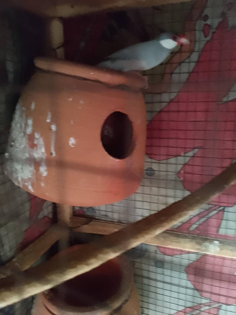 java Finch 7
