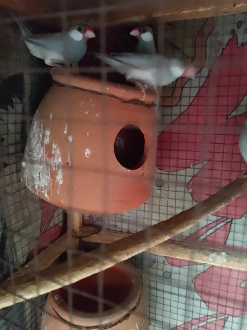 java Finch 8