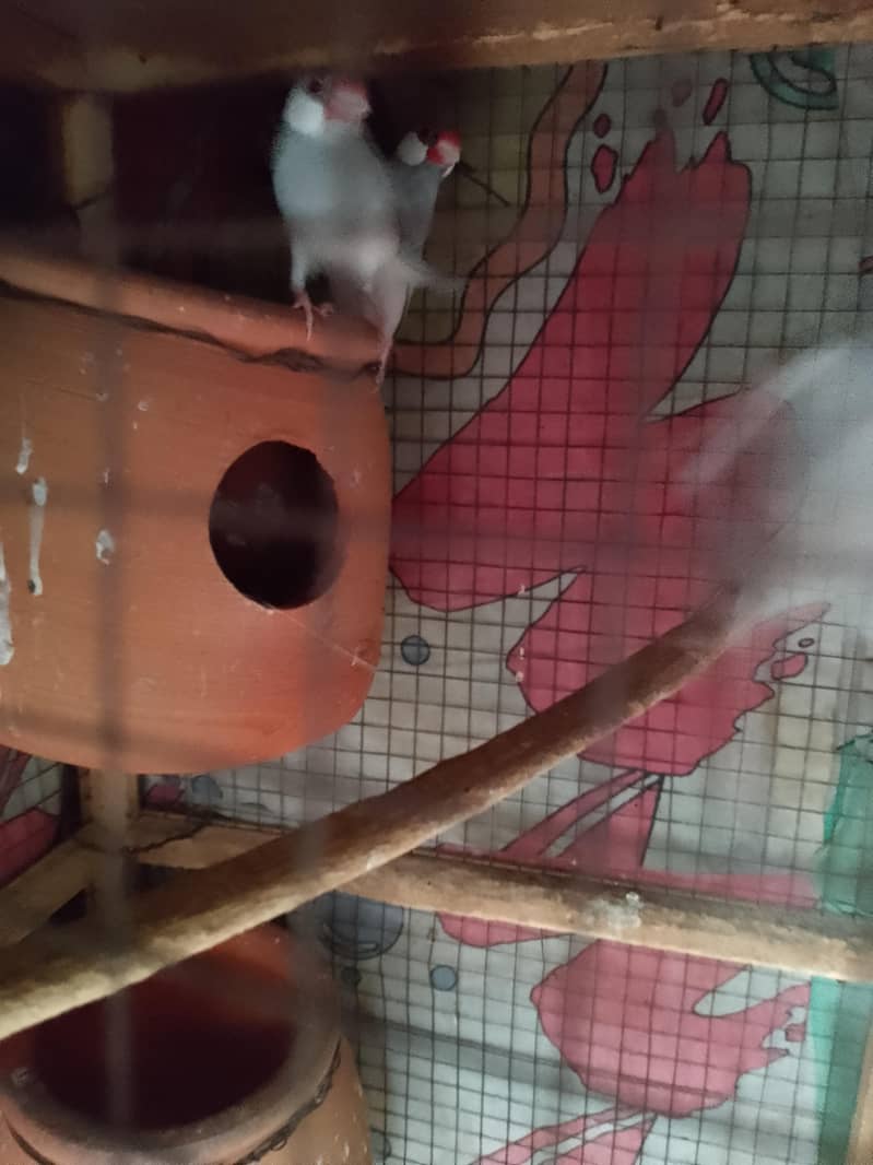 java Finch 11