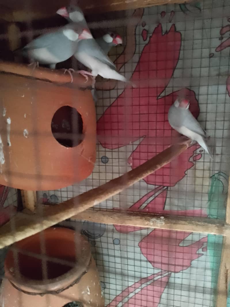 java Finch 13