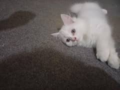 Persian