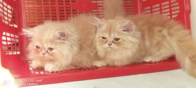 Persian kitten fixed price