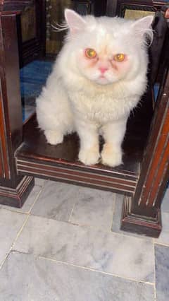 semi punch face cat for sale
