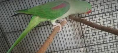 Hand-Tamed Female Raw Parrot for Sale - Ready for New Home