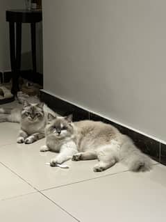 Pair of himalayan persians cats