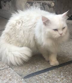 blue eyes/male/white persian cat/for sale in reasonable price