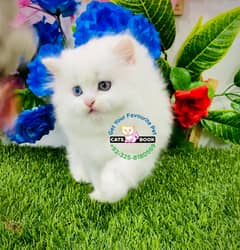 Persian Kittens |Odd eyes Calico fawnTriple Coated|Punch face|cat