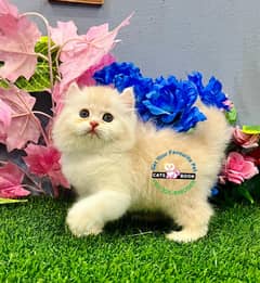 Persian Kittens |fawn bi color Triple Coated|Punch face|cat