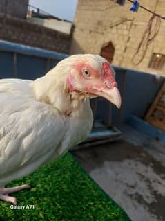 Heera paper white female